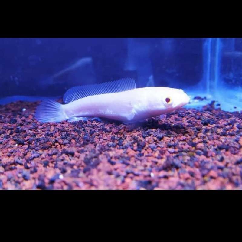 Promo Gratis Ongkir Channa Striata Albino Mata Merah Diskon 35% di Seller  Clarendon - Serua, Kota Depok | Blibli