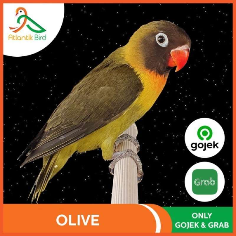 Jual Burung Lovebird Olive WAJIB tanya stock by Chat ONLY GRAB GOJEK di Seller Nagara - Kab. Bekasi, Jawa Barat | Blibli