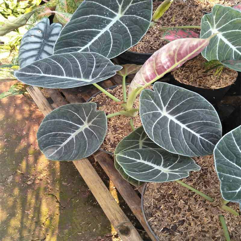 Jual Azzahra Berkah Bibitku Keladi Black Velvet Terbaru Juni 2021 Blibli