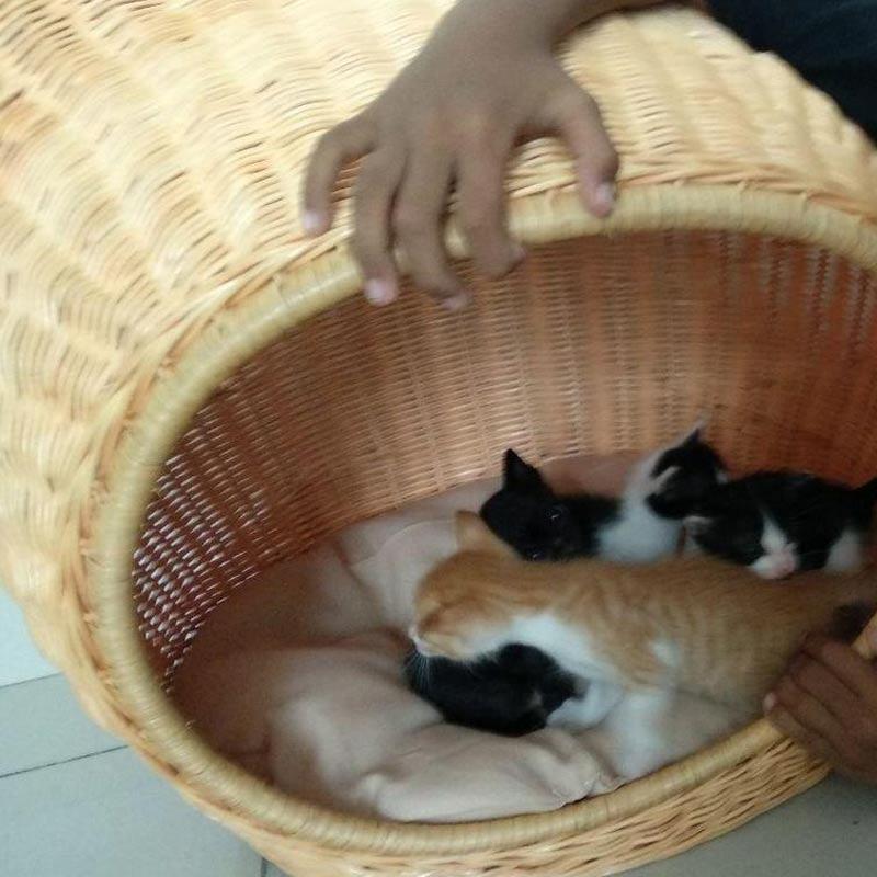 Jual Kukai Telinga Kucing Tempat Tidur Kucing Online Oktober 2020 Blibli Com