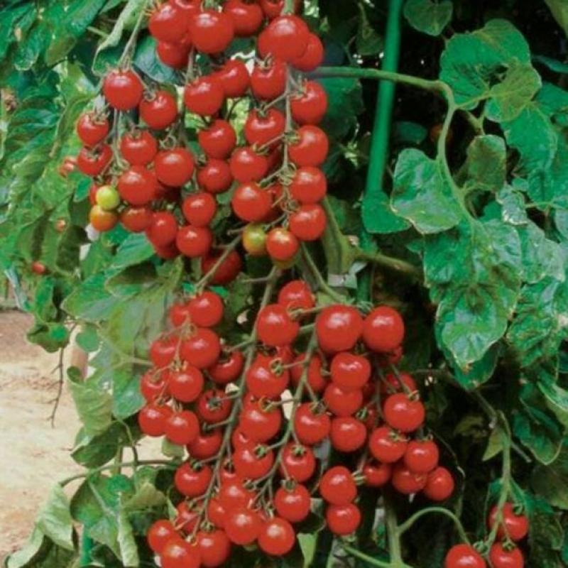 Jual Oem Tomat Mutiara Perl Unggul Lokal Bibit Tanaman 20 Biji