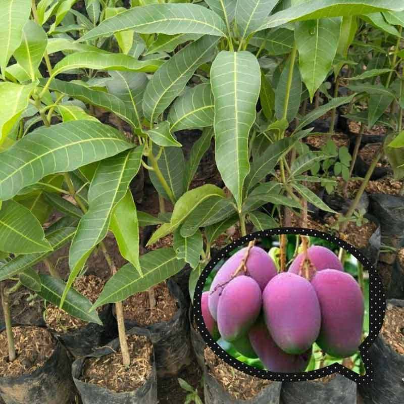 Jual Azzahra Berkah Bibitku Buah Mangga Irwin Tanaman Online Februari 2021 Blibli Pencinta tanaman hias pasti tidak akan asing lagi. azzahra berkah bibitku buah mangga irwin tanaman