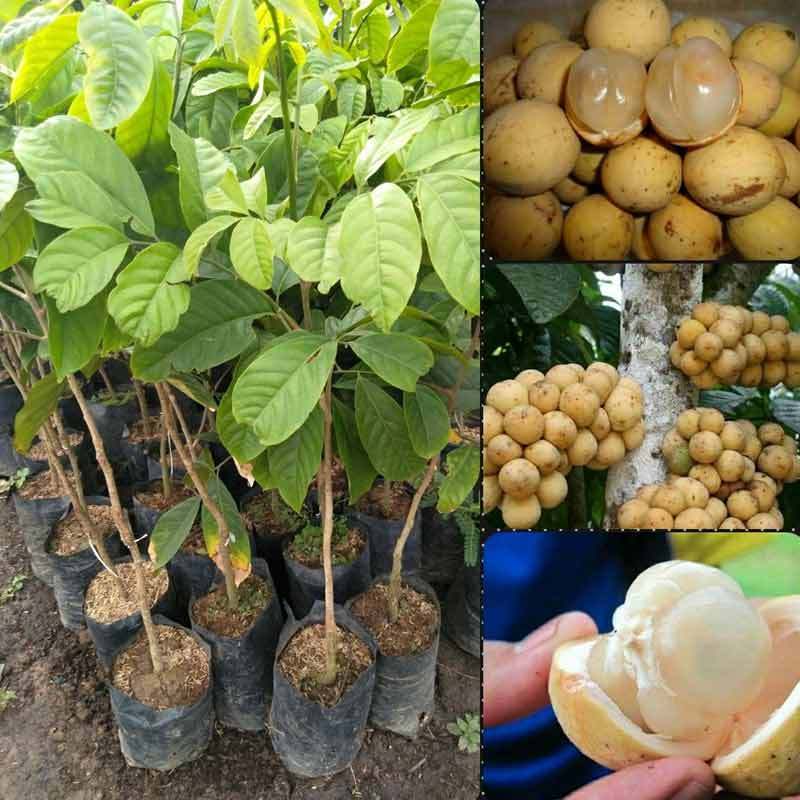 Jual Azzahra Berkah Bibitku Tanaman Buah Duku Palembang Online September 2020 Blibli Com