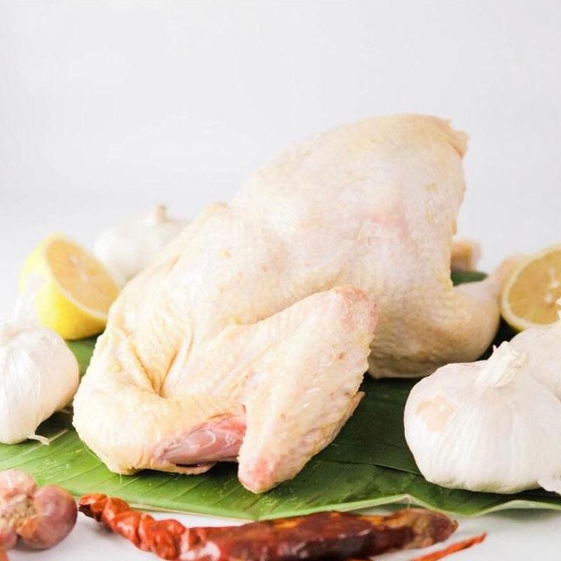 Jual Arsha Store Ayam Probiotik Online September 2020 Blibli Com