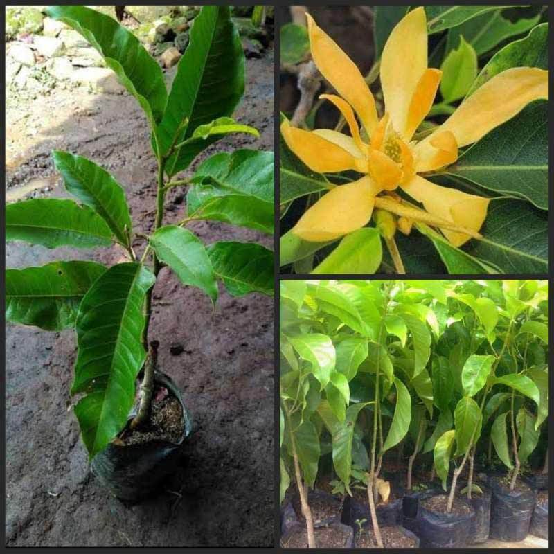 Jual Goldseeds Bibit Tanaman Bunga Kantil Kuning Cempaka Kuning Online November 2020 Blibli Com
