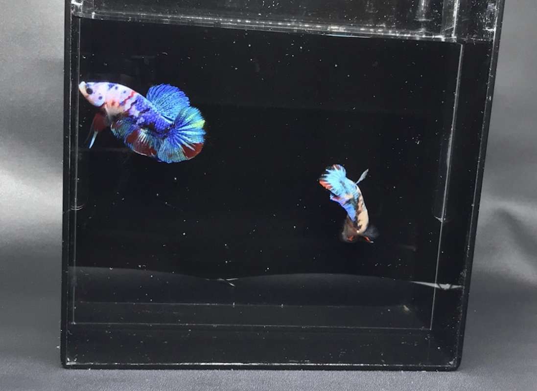 Jual Akrilik Soliter Selfie Betta Fish Akrilik Soliter Cupang Online Desember 2020 Blibli