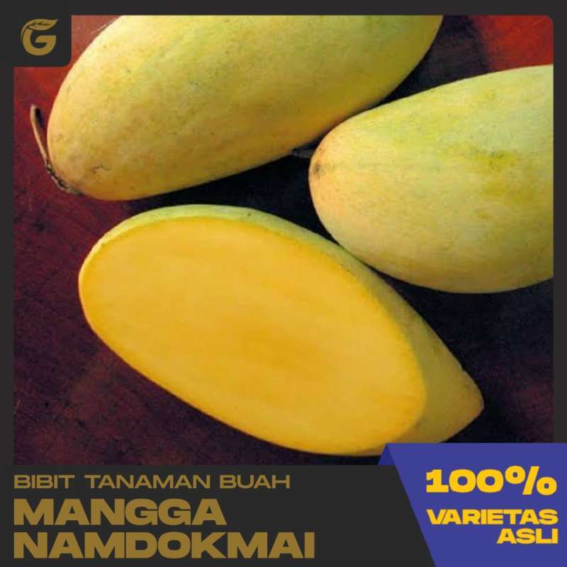 Jual Goldseeds Bibit Tananan Buah Mangga Namdokmai Okulasi Di Seller Goldseeds Kota Metro Lampung Blibli