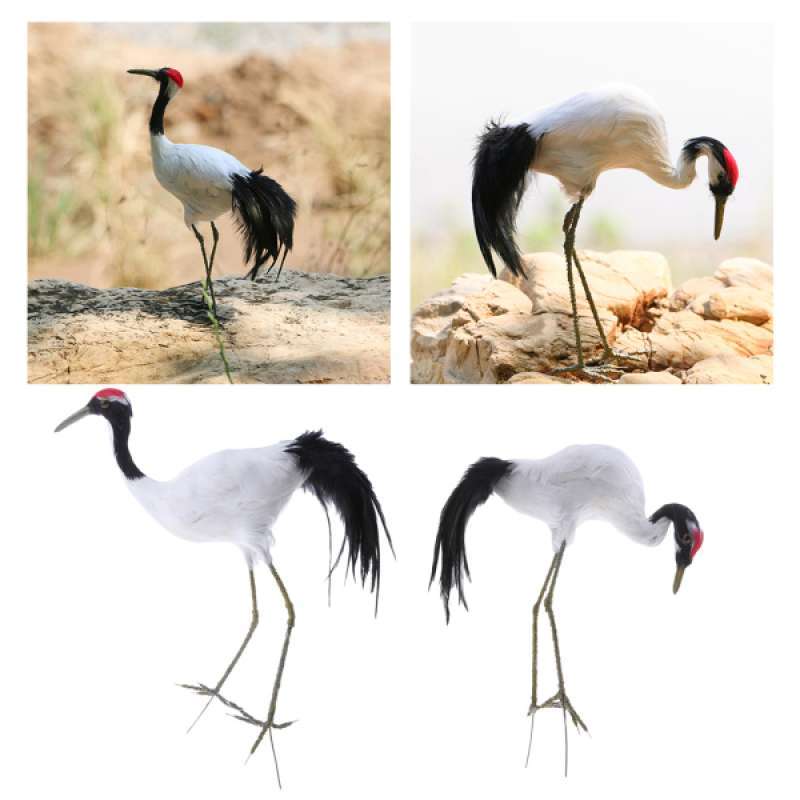 Promo 2pcs Fake Artificial Red Crowned Crane Realistic Imitation Garden Lawn Ornaments Di Seller Homyl China Blibli