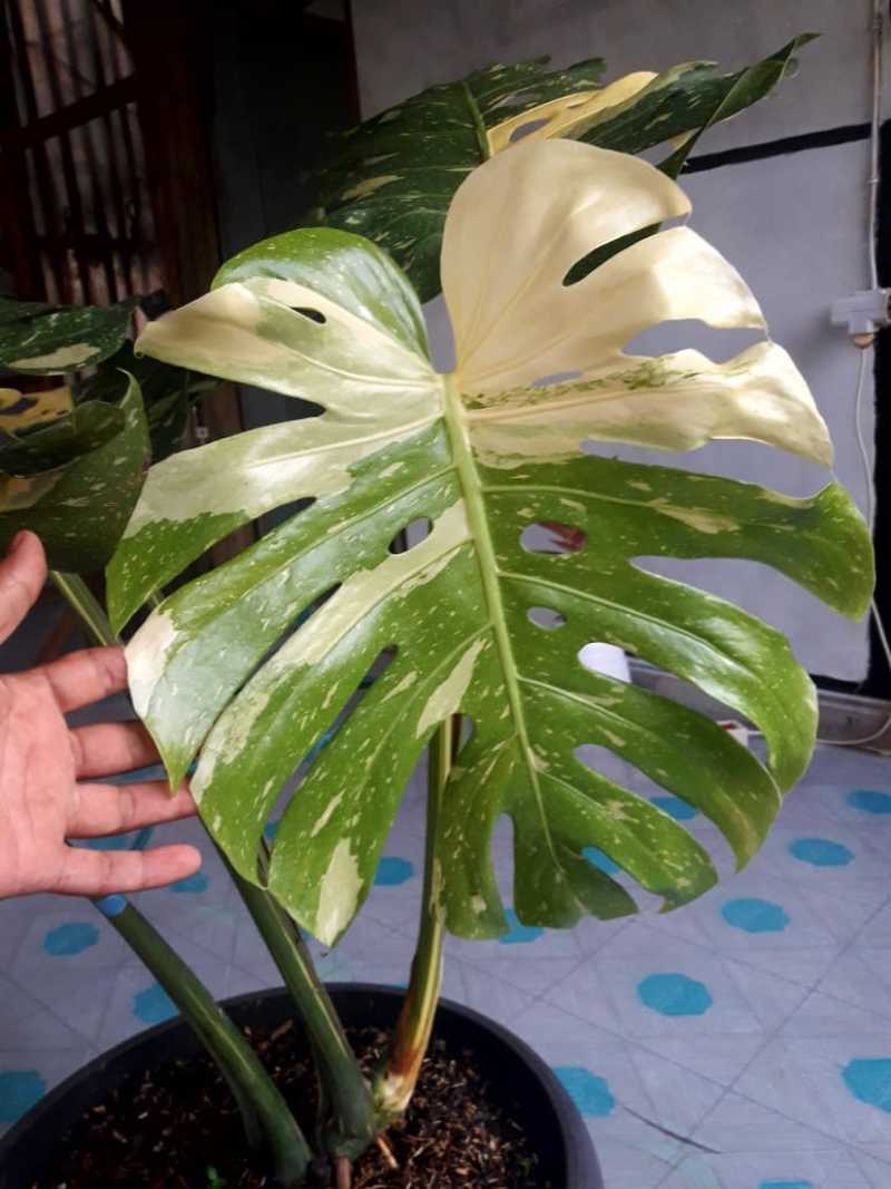 Jual Tanaman Hias Monstera Amydrium Medium Online Januari 2021 Blibli