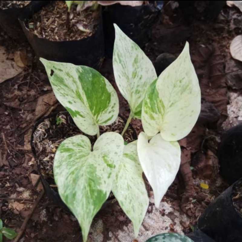 Jual Paket 2 Tanaman Hias Monstera Janda Bolong Dan Sirih Gading Variegata Online April 2021 Blibli