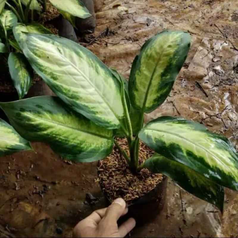 Jual Tanaman Hias Aglonema Bleceng Susu Terbaru Juni 2021 Blibli