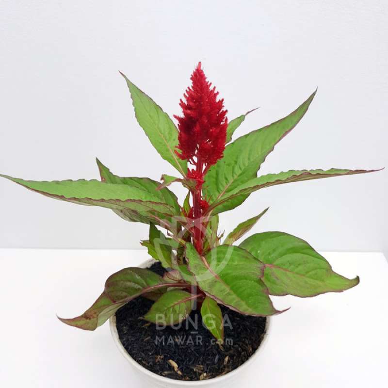 Jual Tanaman Hias Jenger Ayam Merah Pohon Jenger Ayam Tanaman Jengger Ayam Tanaman Hias Celosia Merah Online April 2021 Blibli