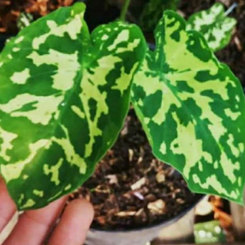 Jual Tanaman Hias Keladi Armi Caladium Army Tanaman Keladi Abri Online April 2021 Blibli