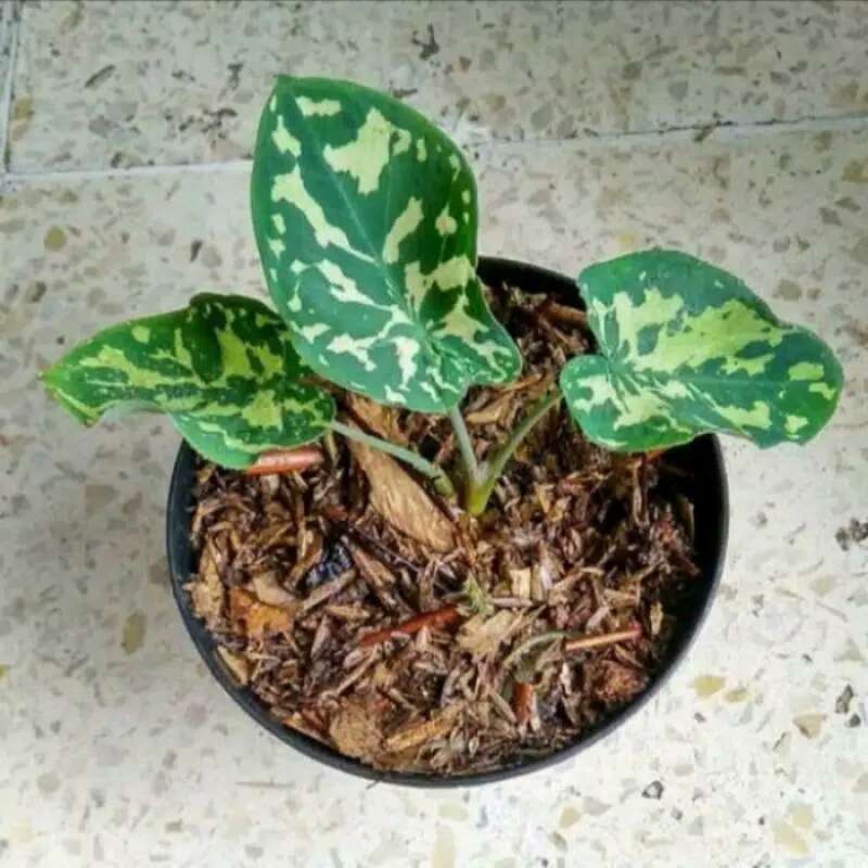 Jual Tanaman Hias Keladi Armi Caladium Army Tanaman Keladi Abri Online April 2021 Blibli