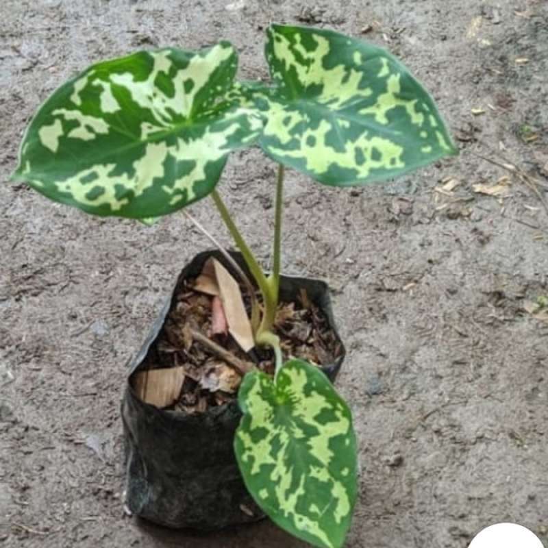Jual Tanaman Hias Keladi Armi Caladium Army Tanaman Keladi Abri Online April 2021 Blibli