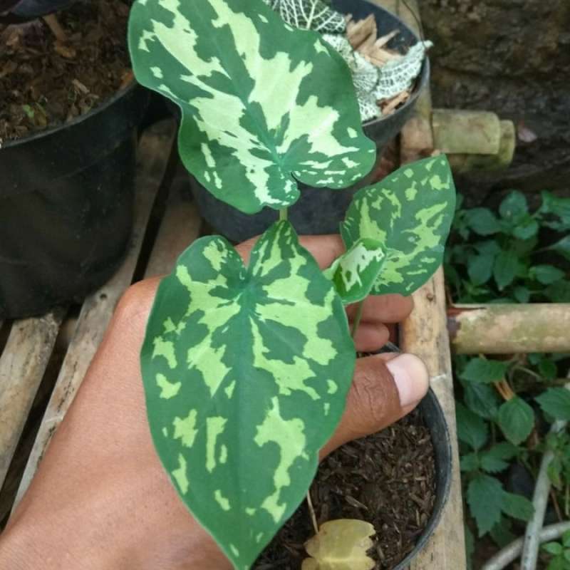 Jual Tanaman Hias Keladi Armi Caladium Army Tanaman Keladi Abri Online April 2021 Blibli