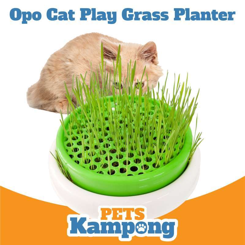 Opo Cat Cat Grass Planter Tempat tanam Rumput Kucing