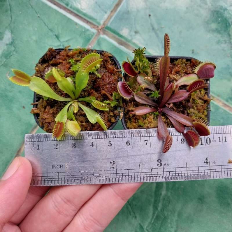 Jual Kyrie Flytrap 4 Terbaik Maret 2024 Harga Murah Gratis