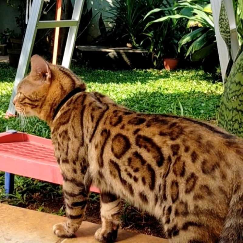 Harga shop kitten bengal
