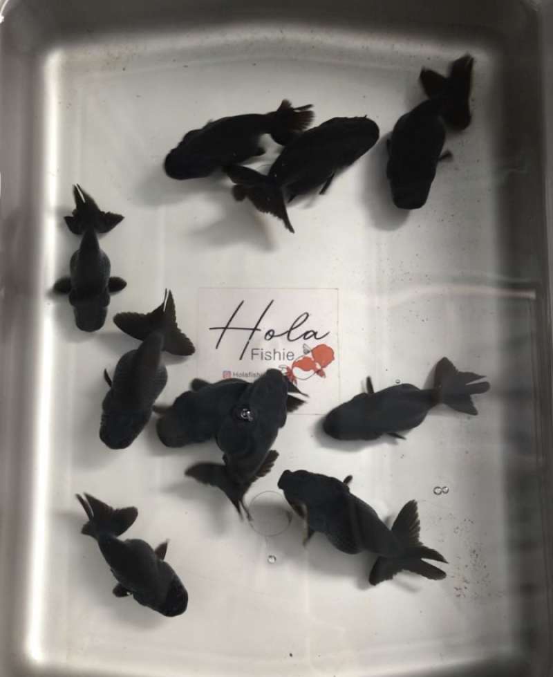 Promo RANCHU HITAM RANCHU BLACK SOLID GOLDFISH IKAN MAS KOKI