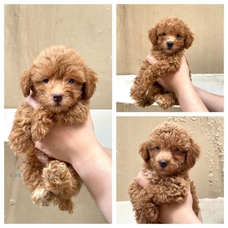 Jual Poodle Tiny Termurah Harga Grosir Terupdate Hari Ini Blibli