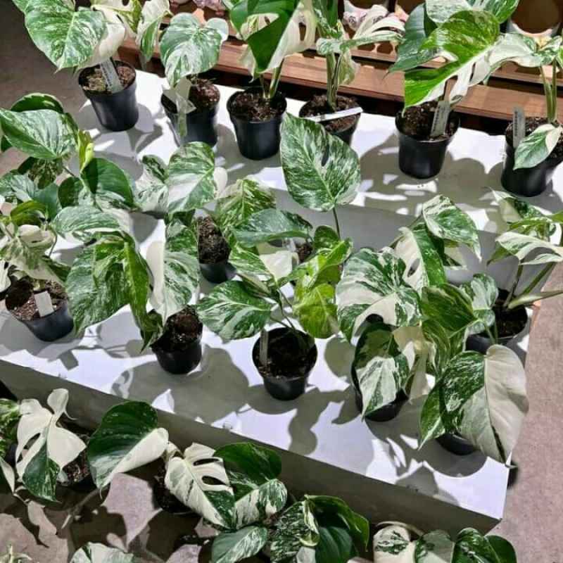 Jual Tanaman Hias Monstera Variegata White Tiger Bibit/bonggol Asli 100â„…  Di Seller Amartha Store - Kalibata, Kota Jakarta Selatan | Blibli