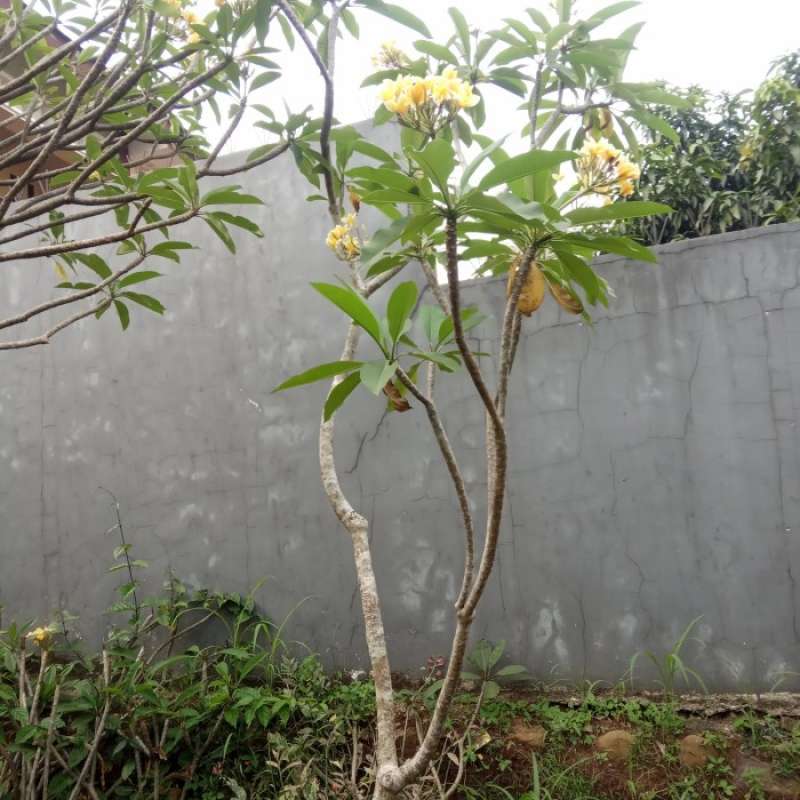 Jual paket 2 pohon kamboja bunga putih dan kuning ukuran 3 meter di Seller  Ryleee Shop - Wanasari, Kab. Bekasi | Blibli