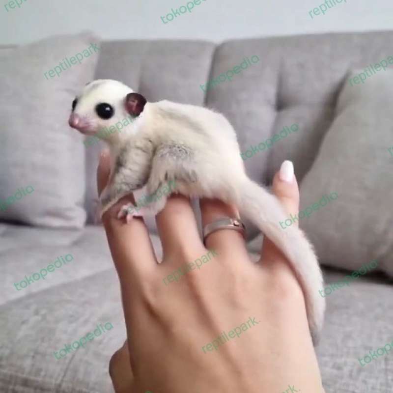 Promo Sugar Glider Tpm True Platinum Mozaik Joey Diskon 23 Di