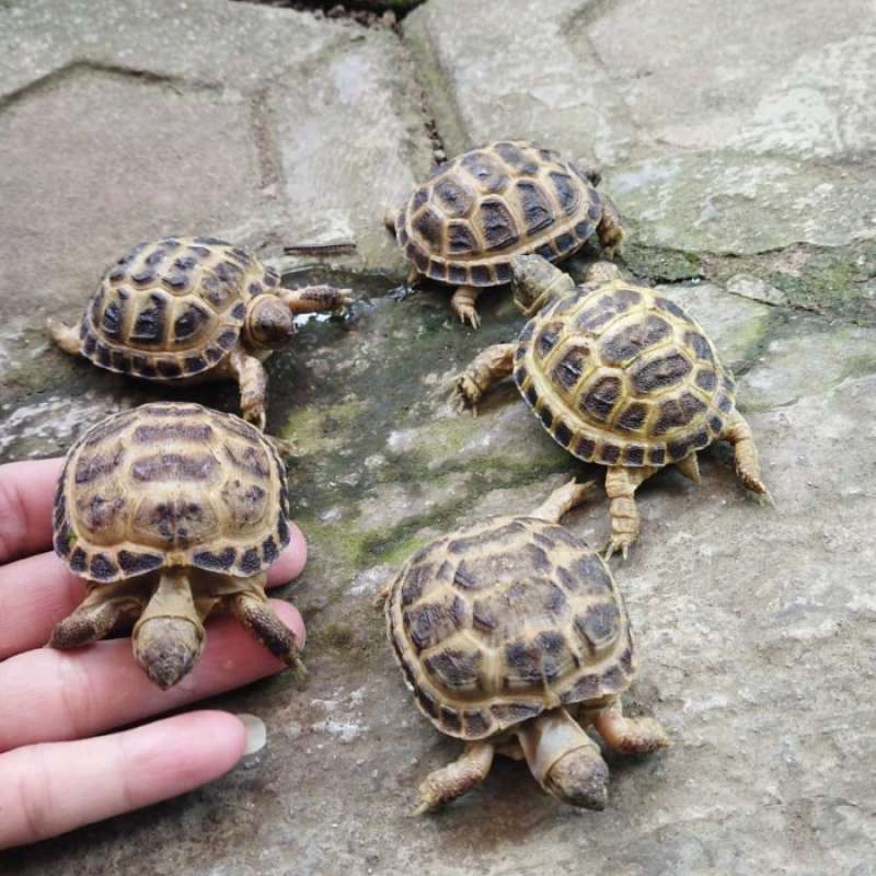 Harga hotsell russian tortoise