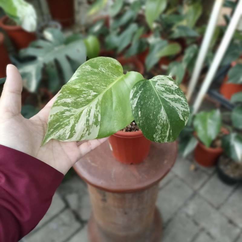 ☘ ̖́-Varigated Monstera Borsigana white tiger☘ ̖́-