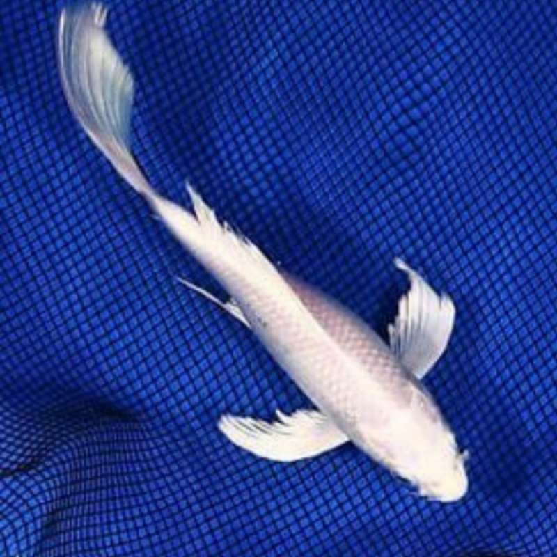 Promo ikan koi platinum slayer size 18-20 cm Diskon 33% di Seller Cahaya.id  - Pondok Pinang, Kota Jakarta Selatan | Blibli