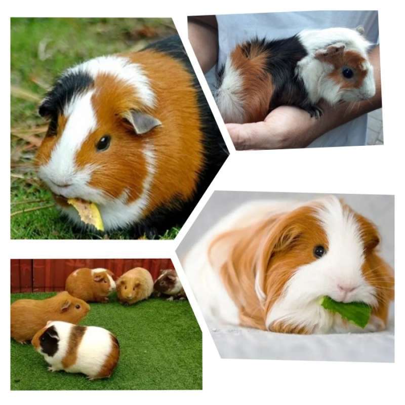 Promo Marmut Hias Guinea Pig Diskon 34 Di Seller Ola Store Kali