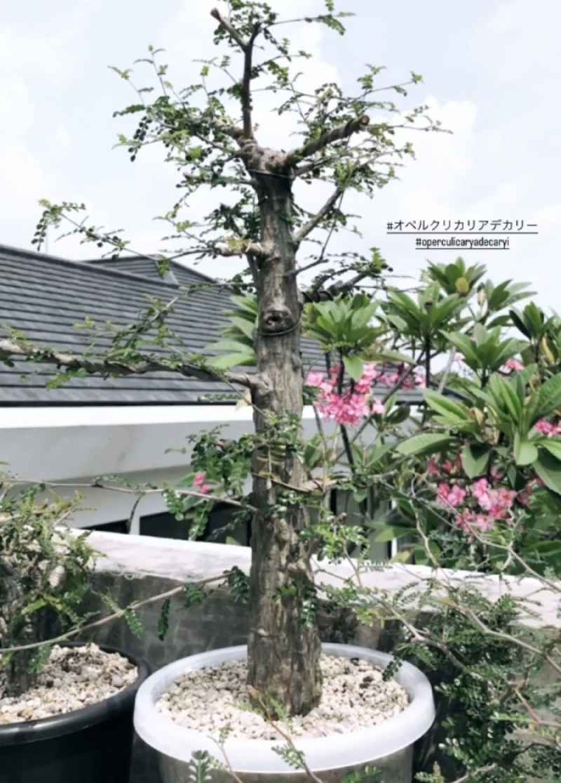 オペルクリカリアデカリー 大型株 鉢ごと発送 【公式通販】