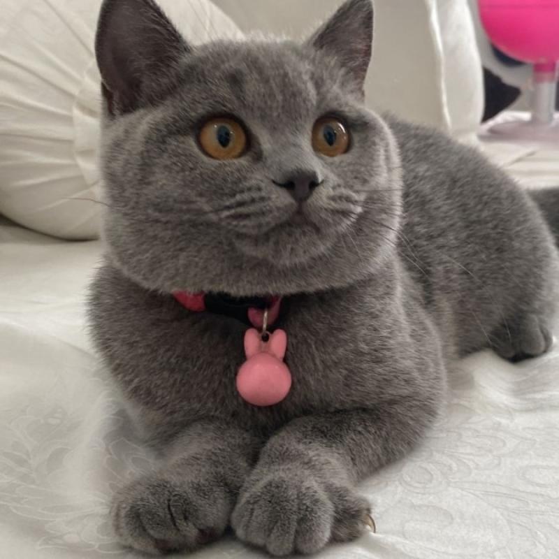 British shorthair shop kitten harga