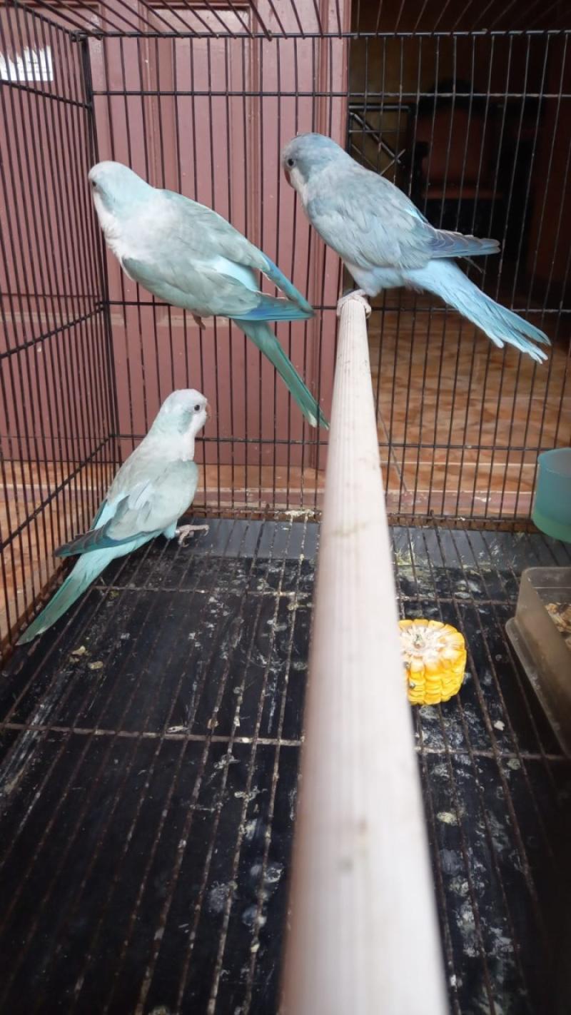 Harga monk parakeet outlet