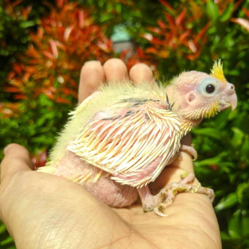 Jual cockatiel new arrivals