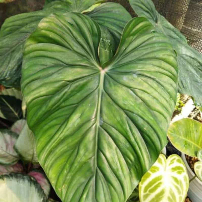 Jual Tanaman Hias Philodendron Plowmanii Black Face Di Seller Zenonn Shop -  Wanasari, Kab. Bekasi | Blibli