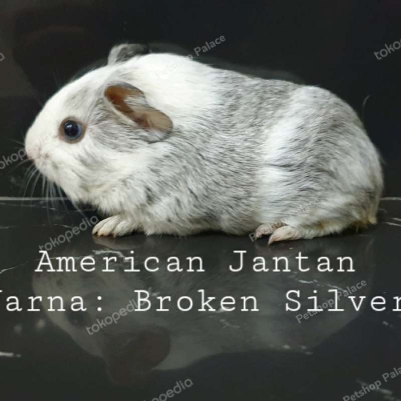 Jual best sale guinea pig