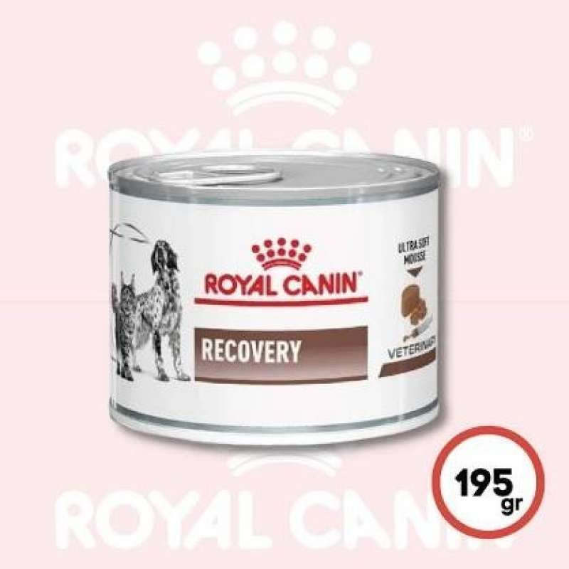 Rc recovery untuk kucing top