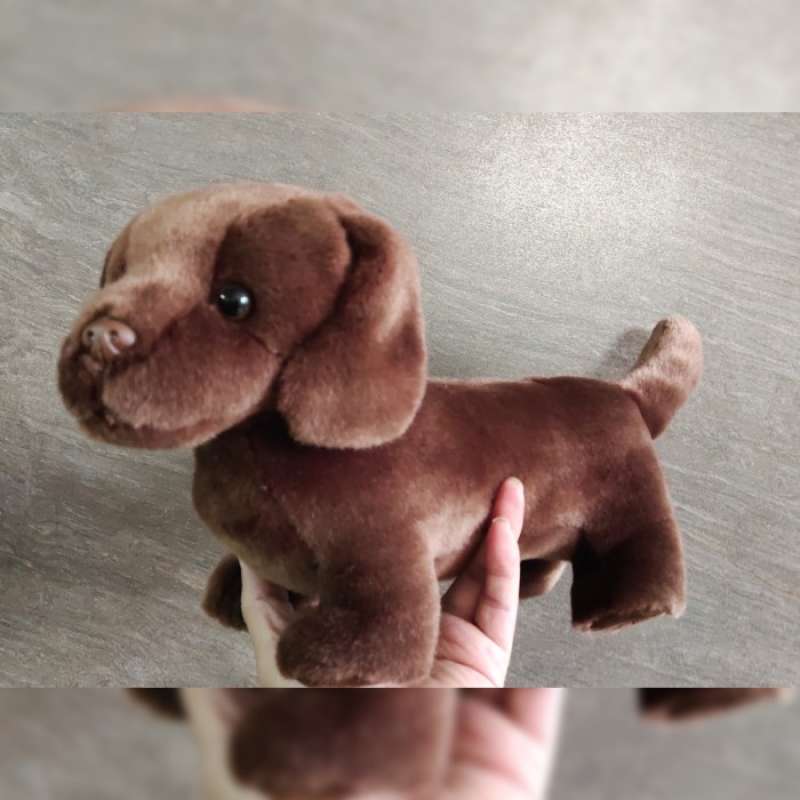 Jual sales mini dachshund