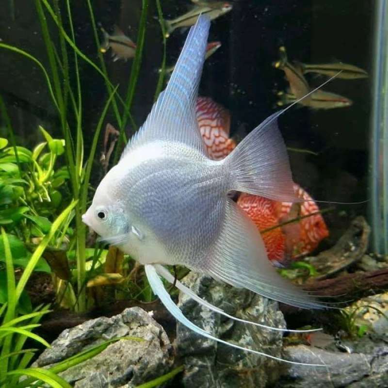 Manfish on sale
