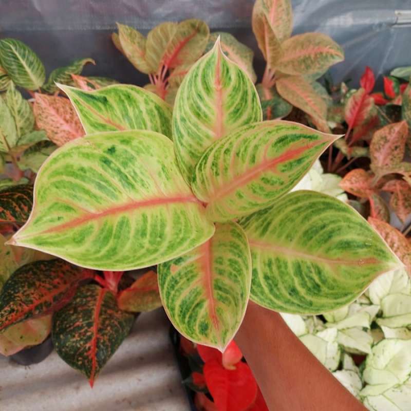 Jual Aglonema Amber Permata Di Seller Zenonn Shop - Wanasari, Kab. Bekasi |  Blibli
