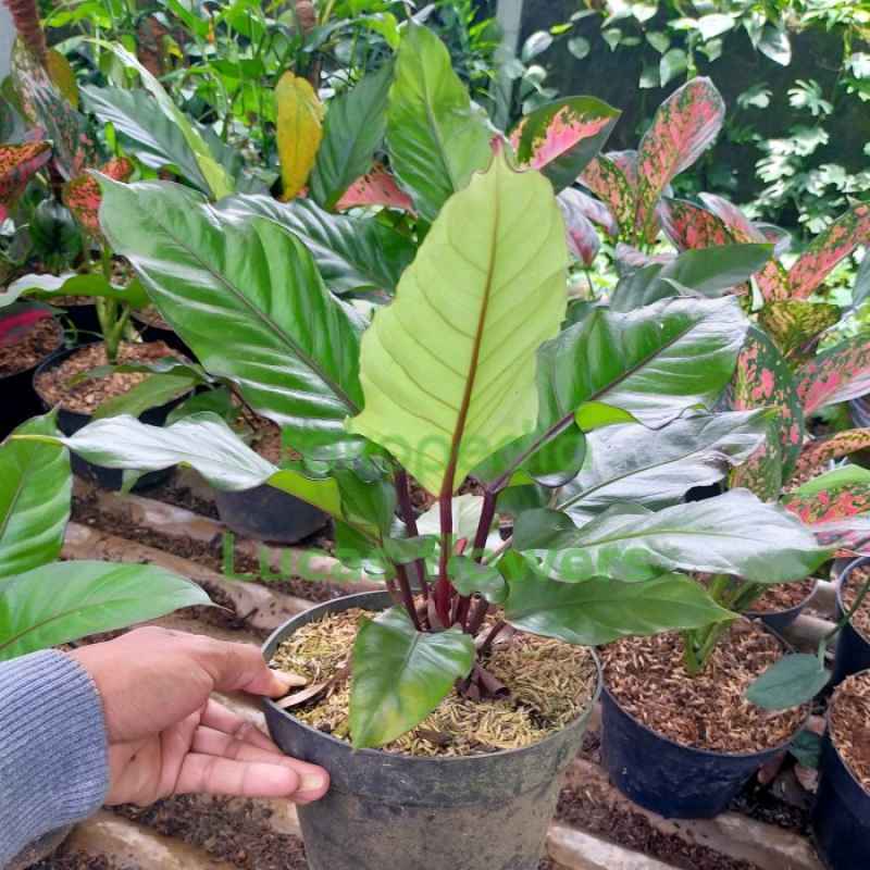 benjamini birkenfeige Birkenfeige 'Twilight' - Ficus benjamina Twilight main image 1