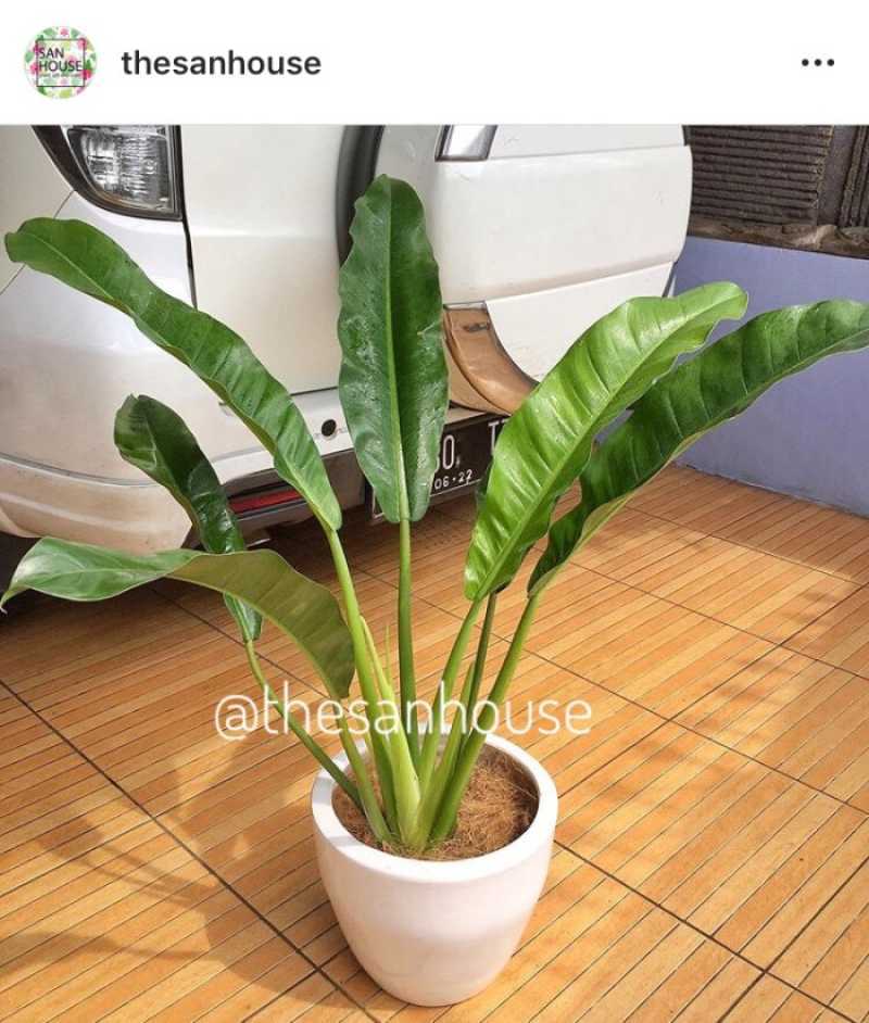 snake plant en español Snake Plant main image 0