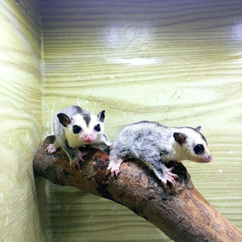 Promo Sugar Glider Wf het Leu Diskon 33 di Seller Goofy Petshop