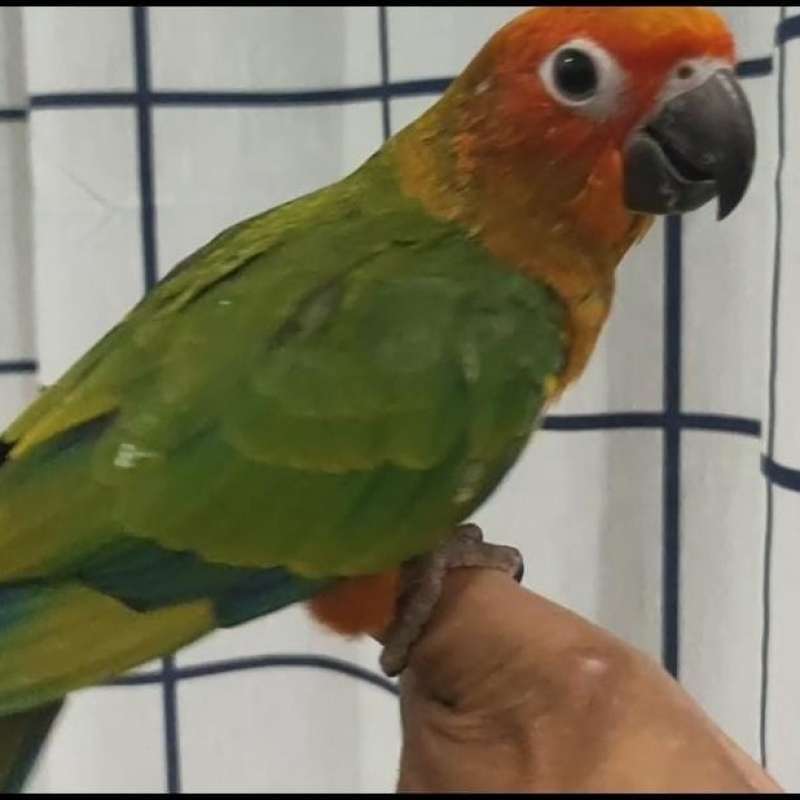 Burung sun deals conure
