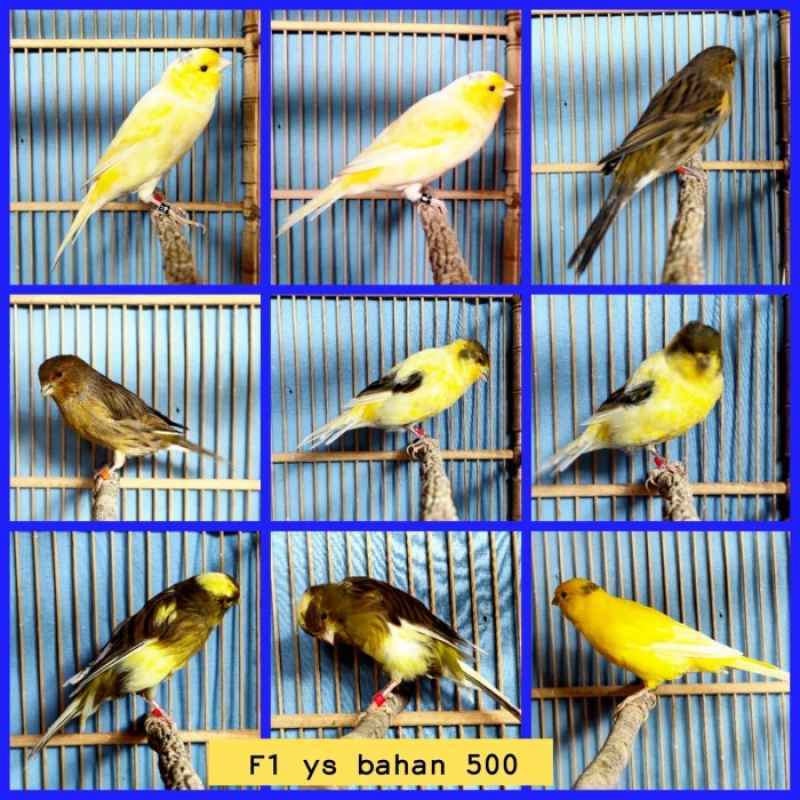 Promo burung kenari f1 ys bahan big postur Diskon 23% di Seller Laraji  Store - Kalibata, Kota Jakarta Selatan | Blibli