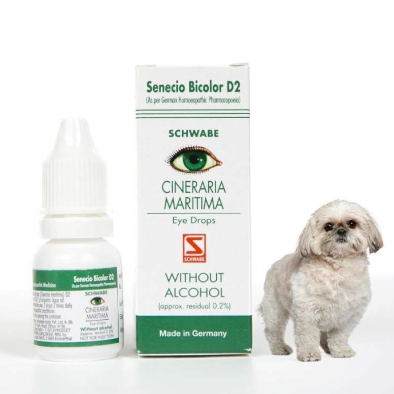 Cineraria maritima eye clearance drops for dogs