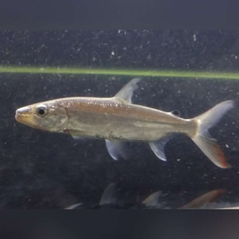 Promo Sale Goliat Fish Predator Terbaik Diskon 5 di Seller
