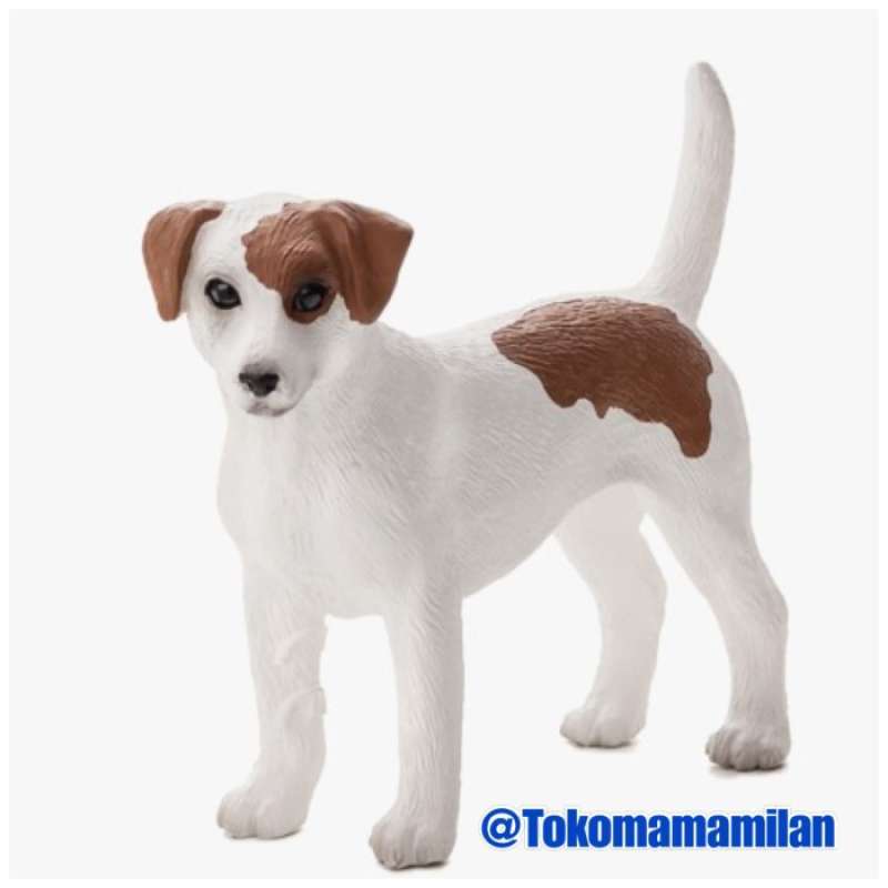 Jual jack hot sale russell terrier